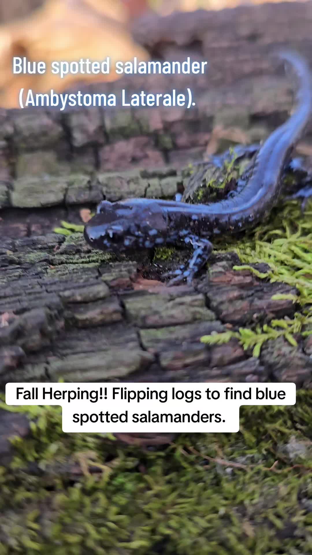 @Herpingmaniac82