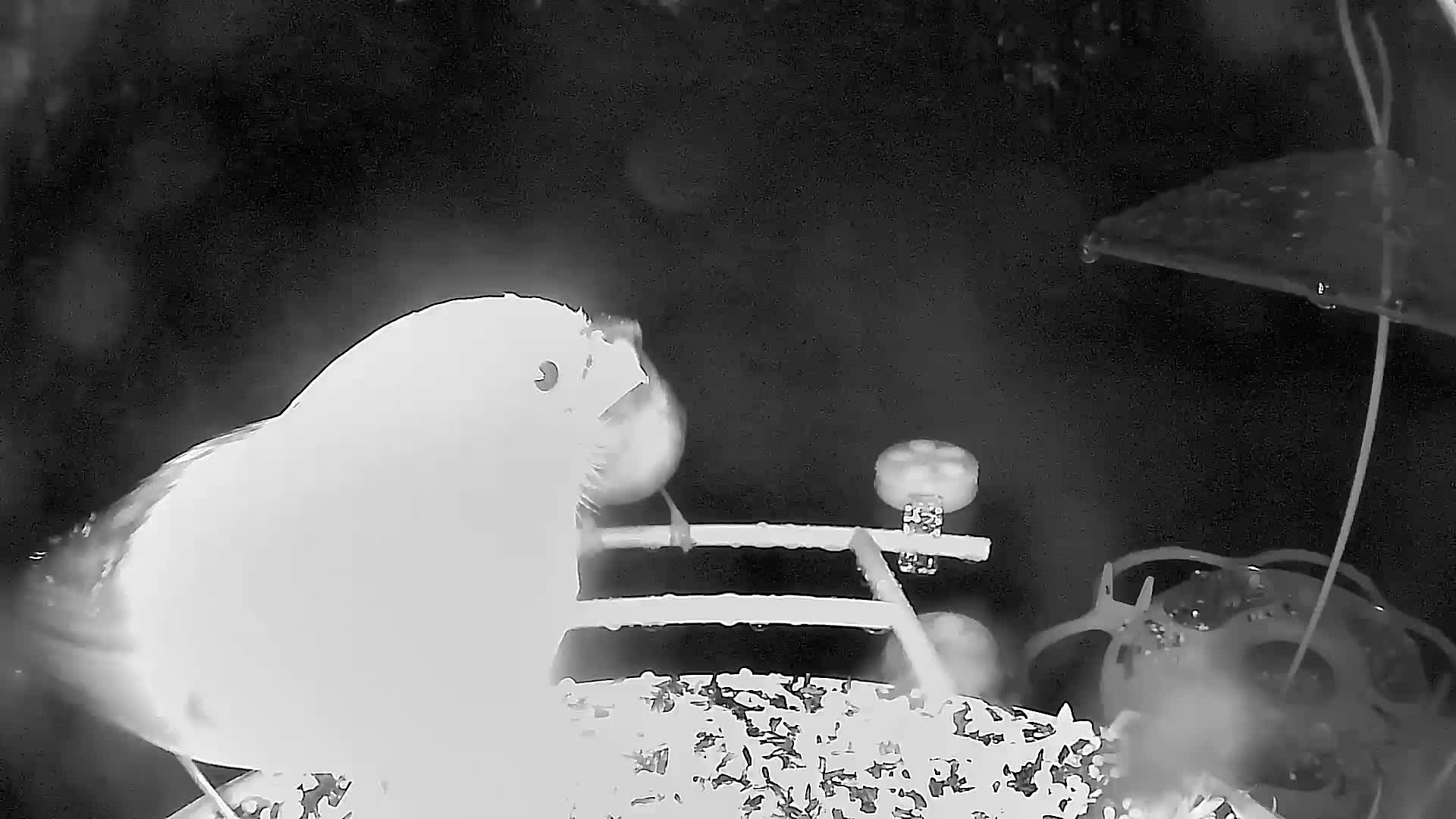 @Bird feeder Cam