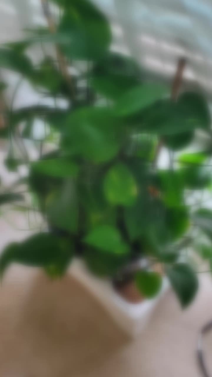 @semirakedir950.com3