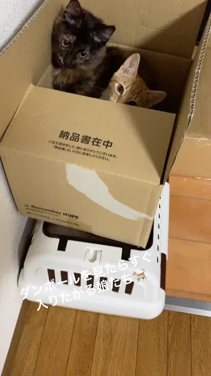 @Toomo-cats🐈