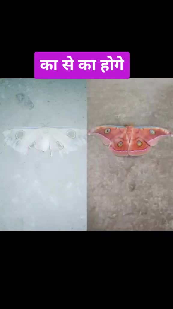 @jk jaleshwar patel