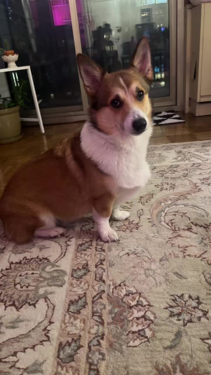 @Ollie The Corgi
