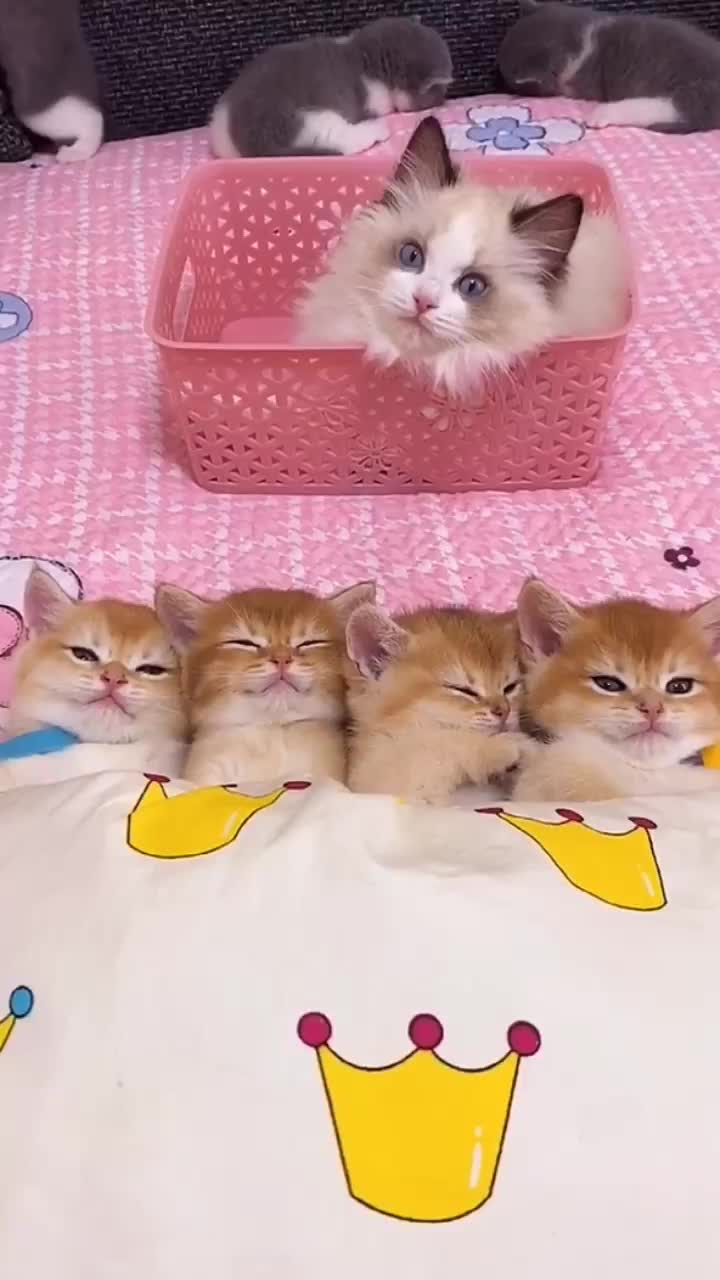 @linyi123450