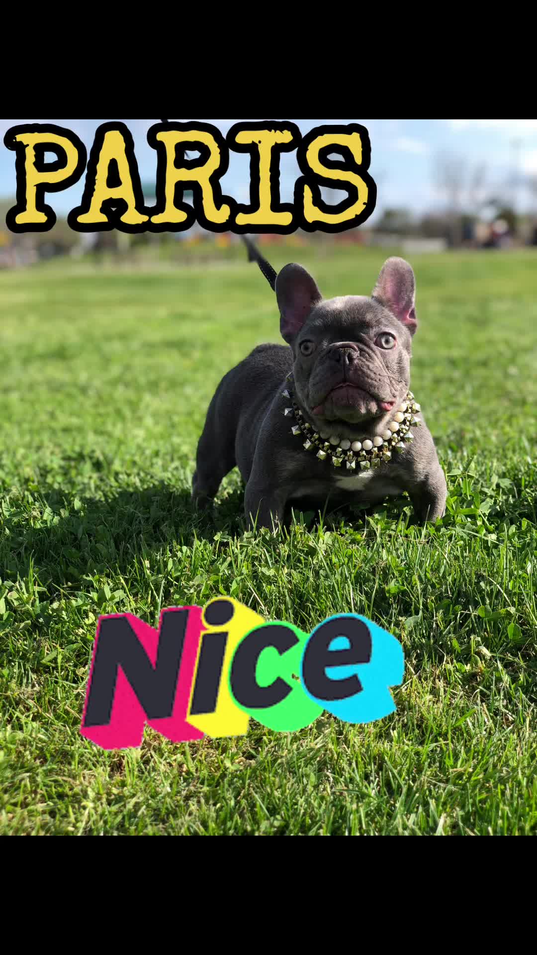 @rb_frenchies559