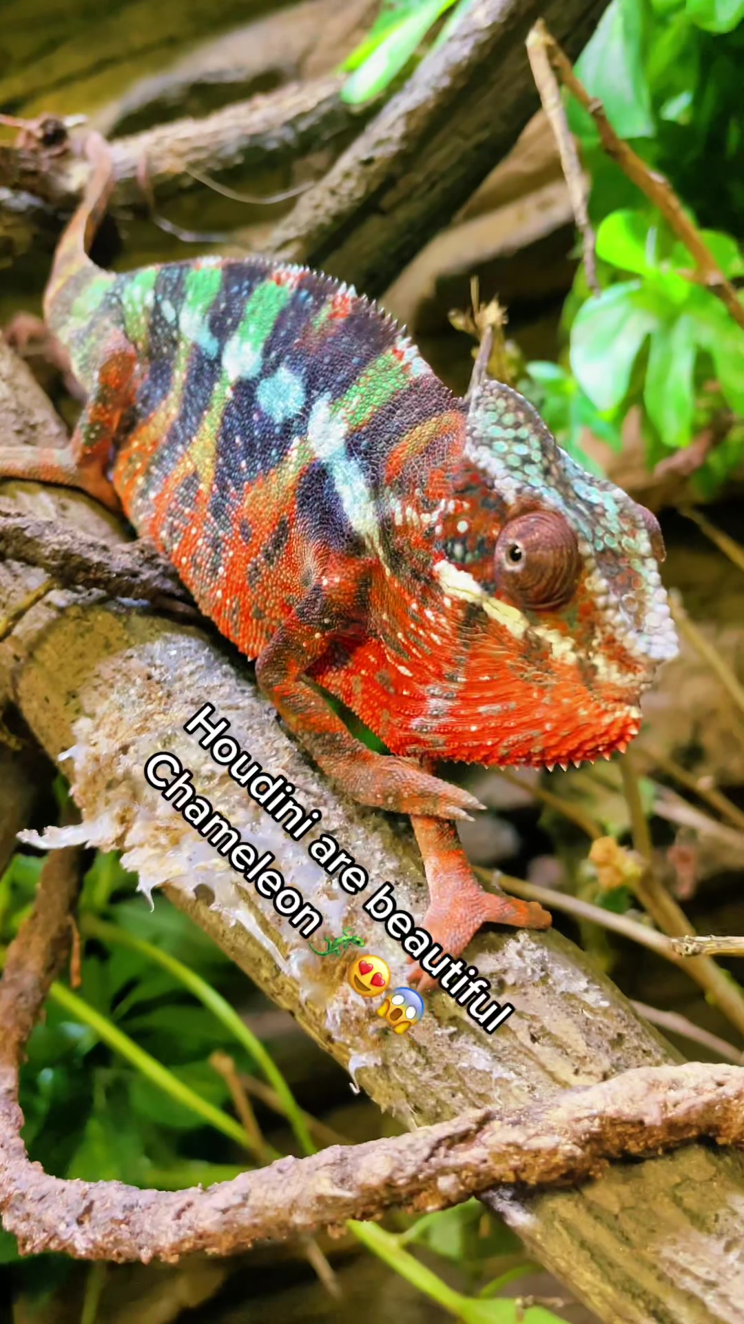 @The Reptarium