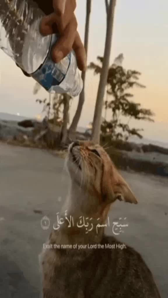 @sohailahmed