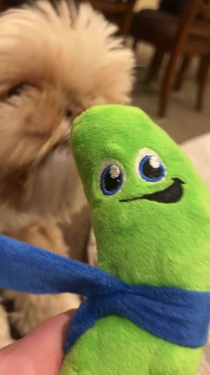 @Dr. Max and Ollie 🐶