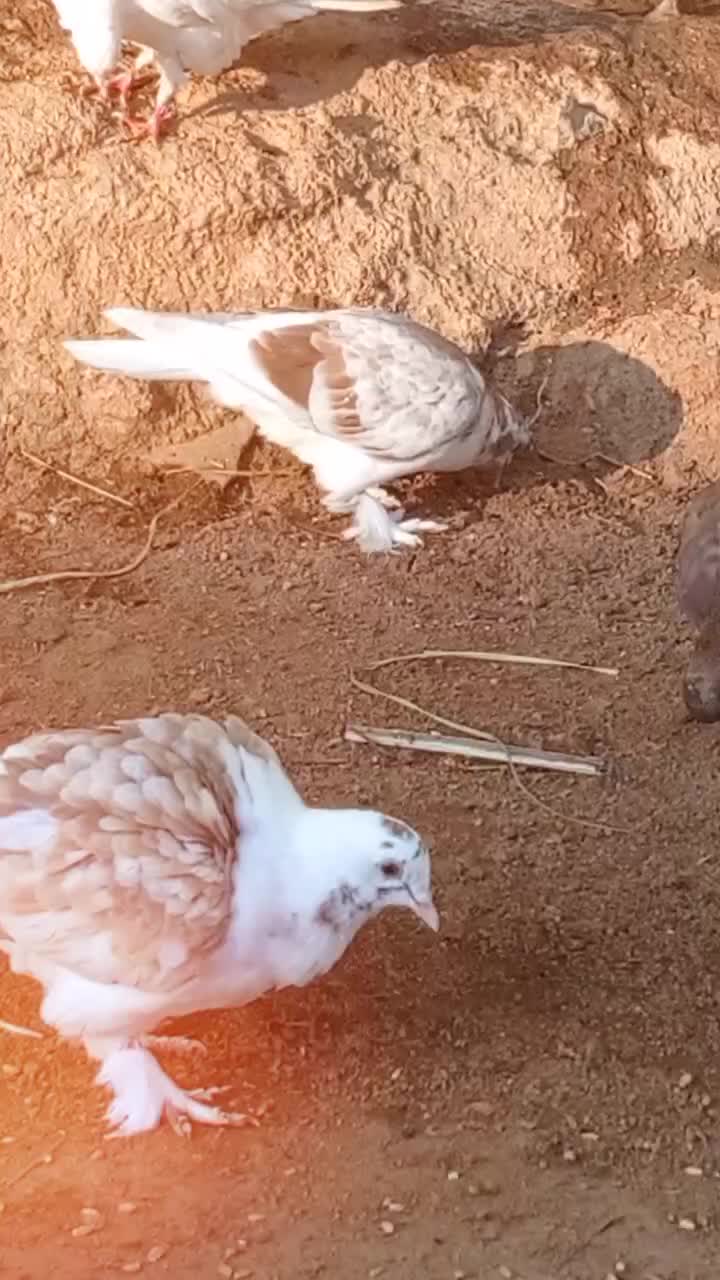 @🥰Darling Chandu ♥︎☻