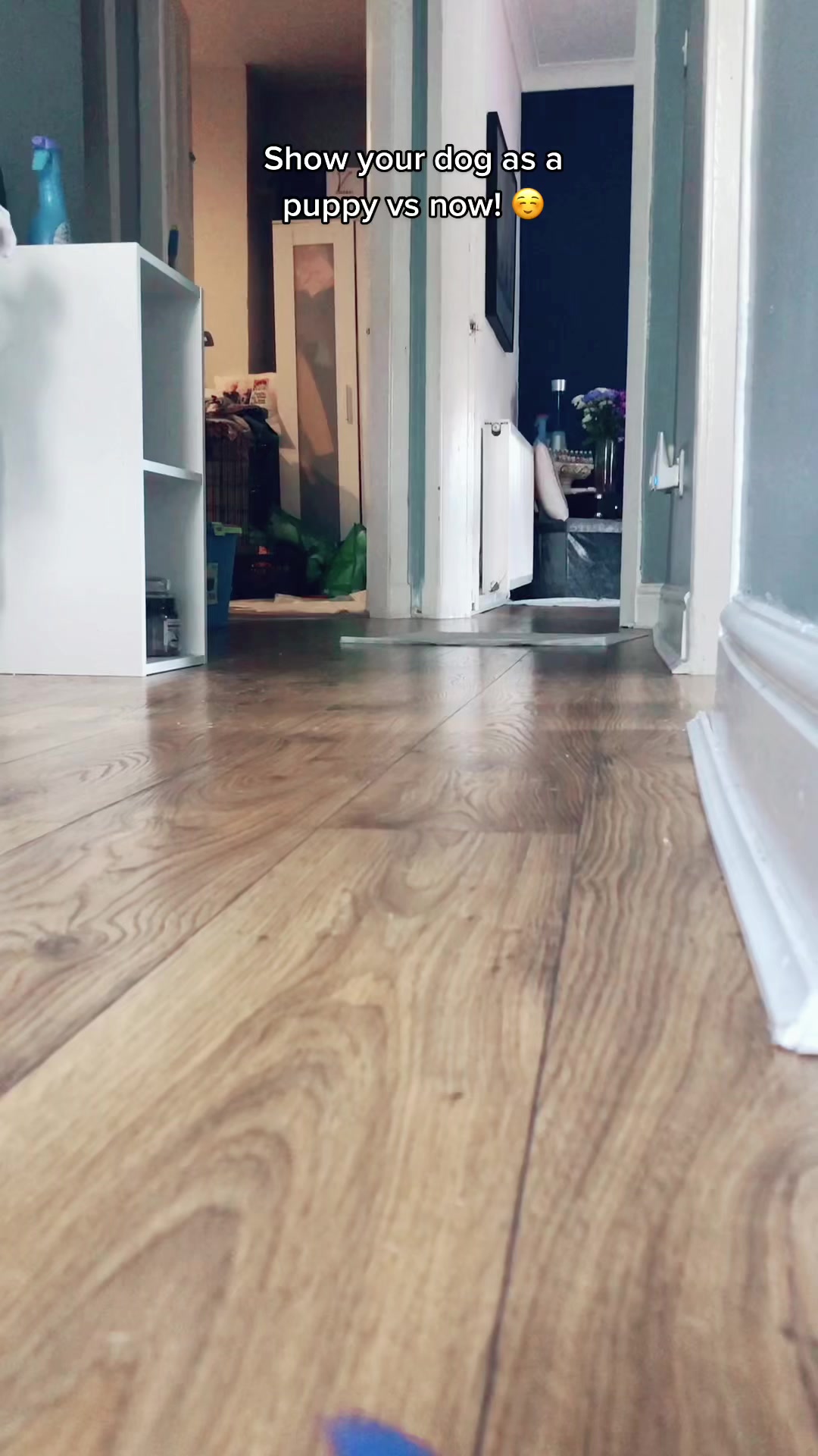 @🐶 Luna And Bear 🐶