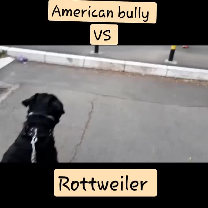 @Dog all Around