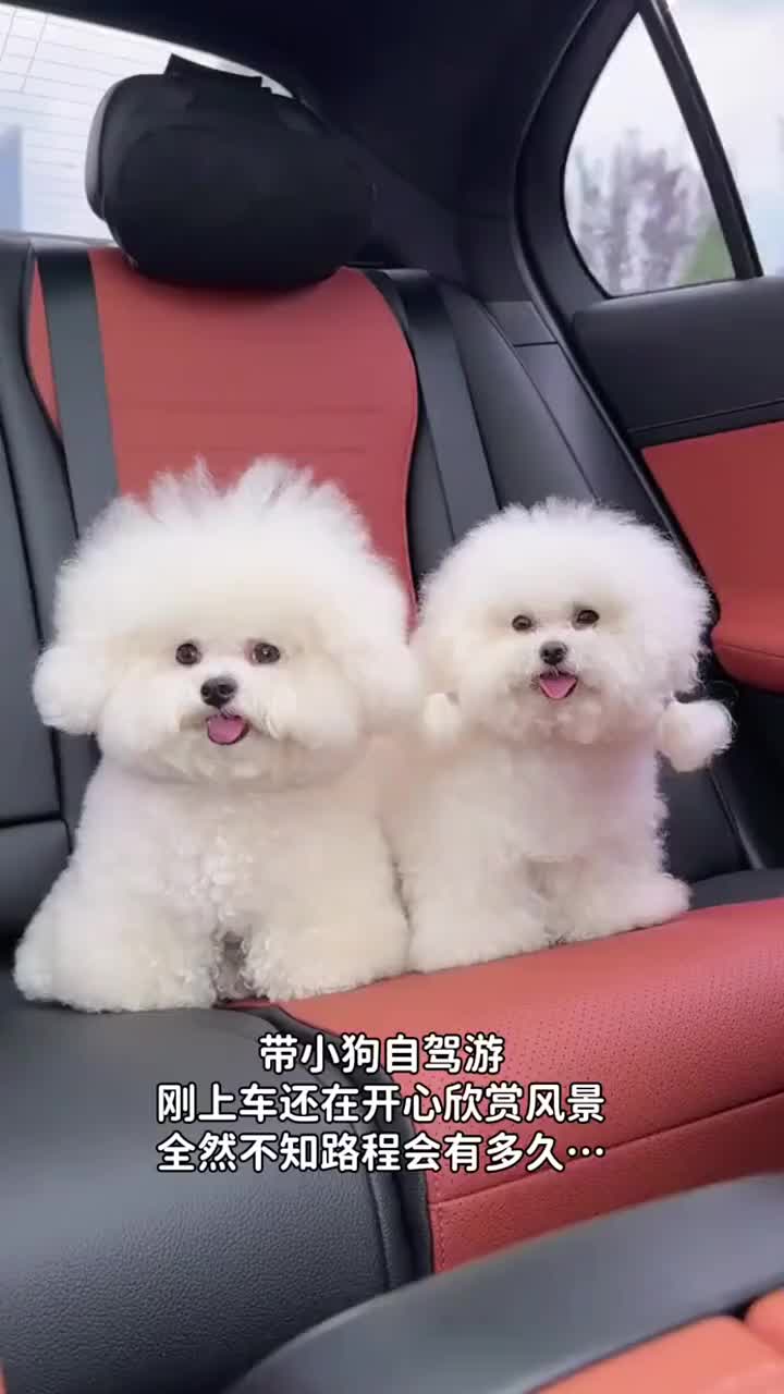 @pipuy.com