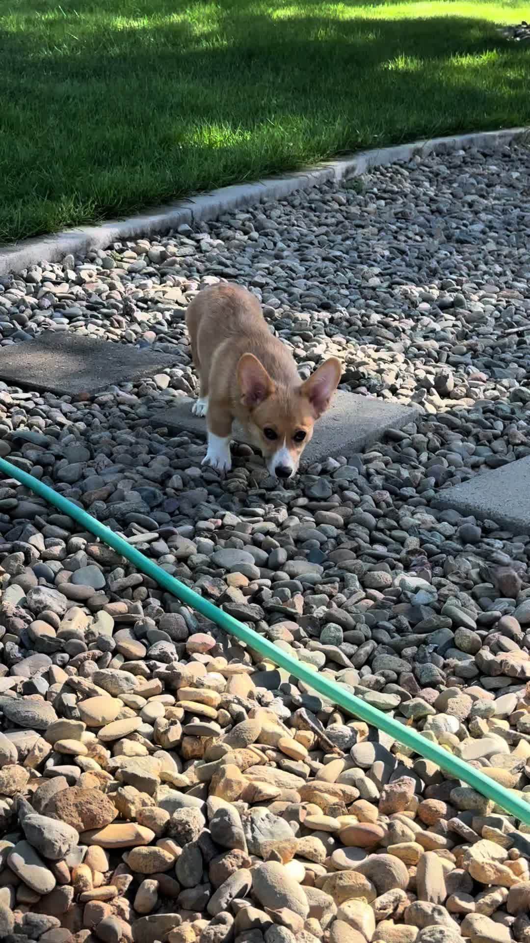 @CorgiMonty