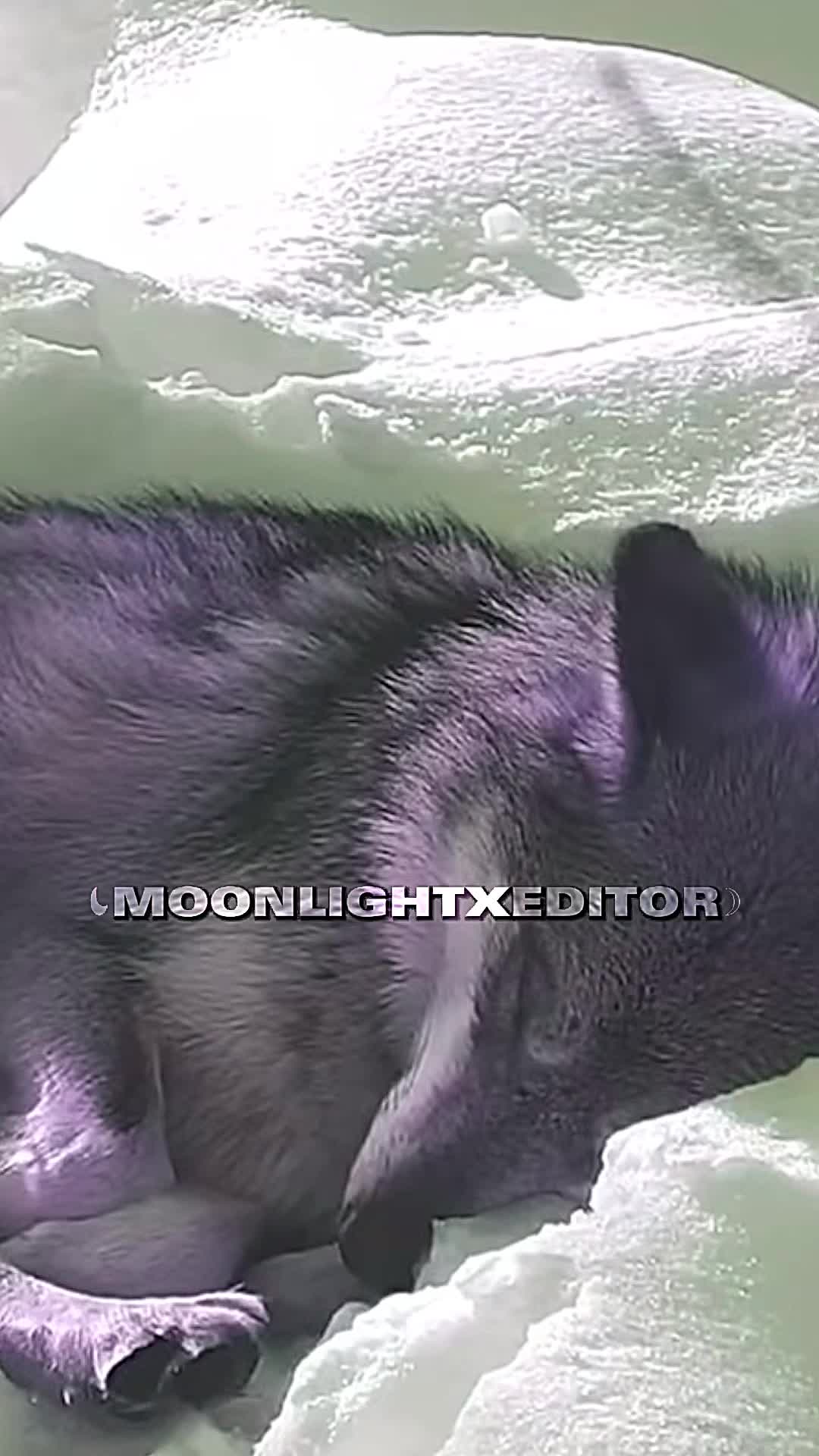 @💜🐺moonlight🐺💜