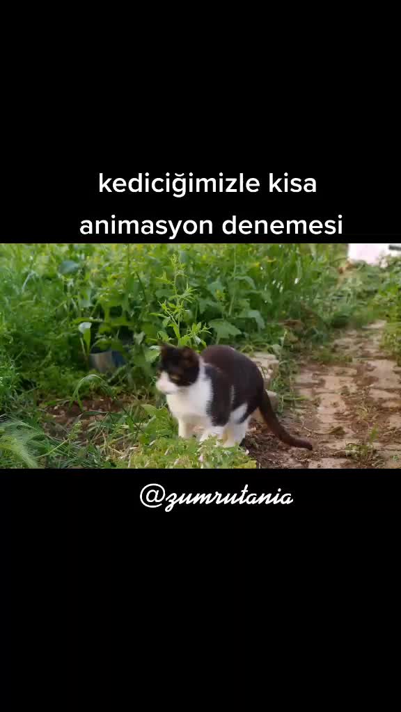 @zumrutanima