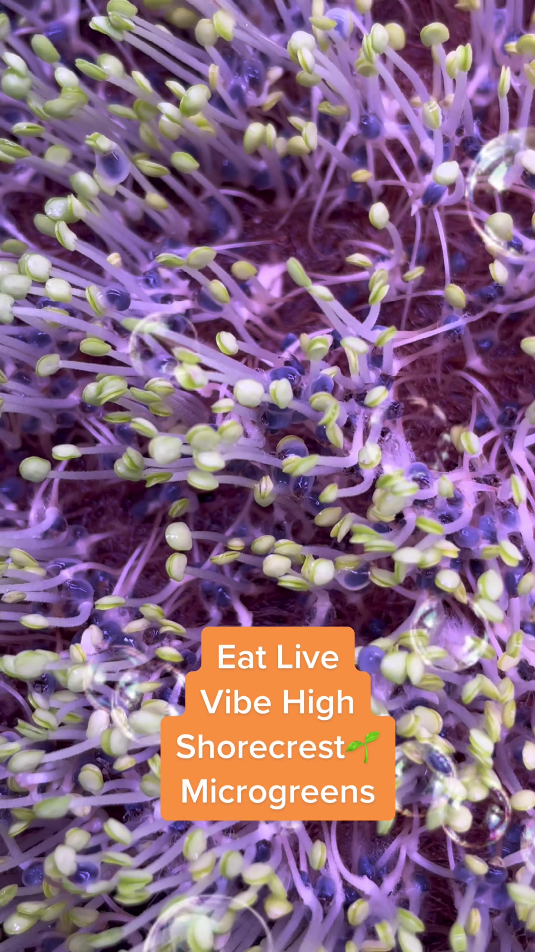 @shorecrestmicrogreens