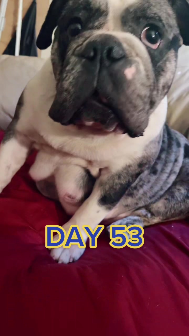 @BulldogMafiaGroup