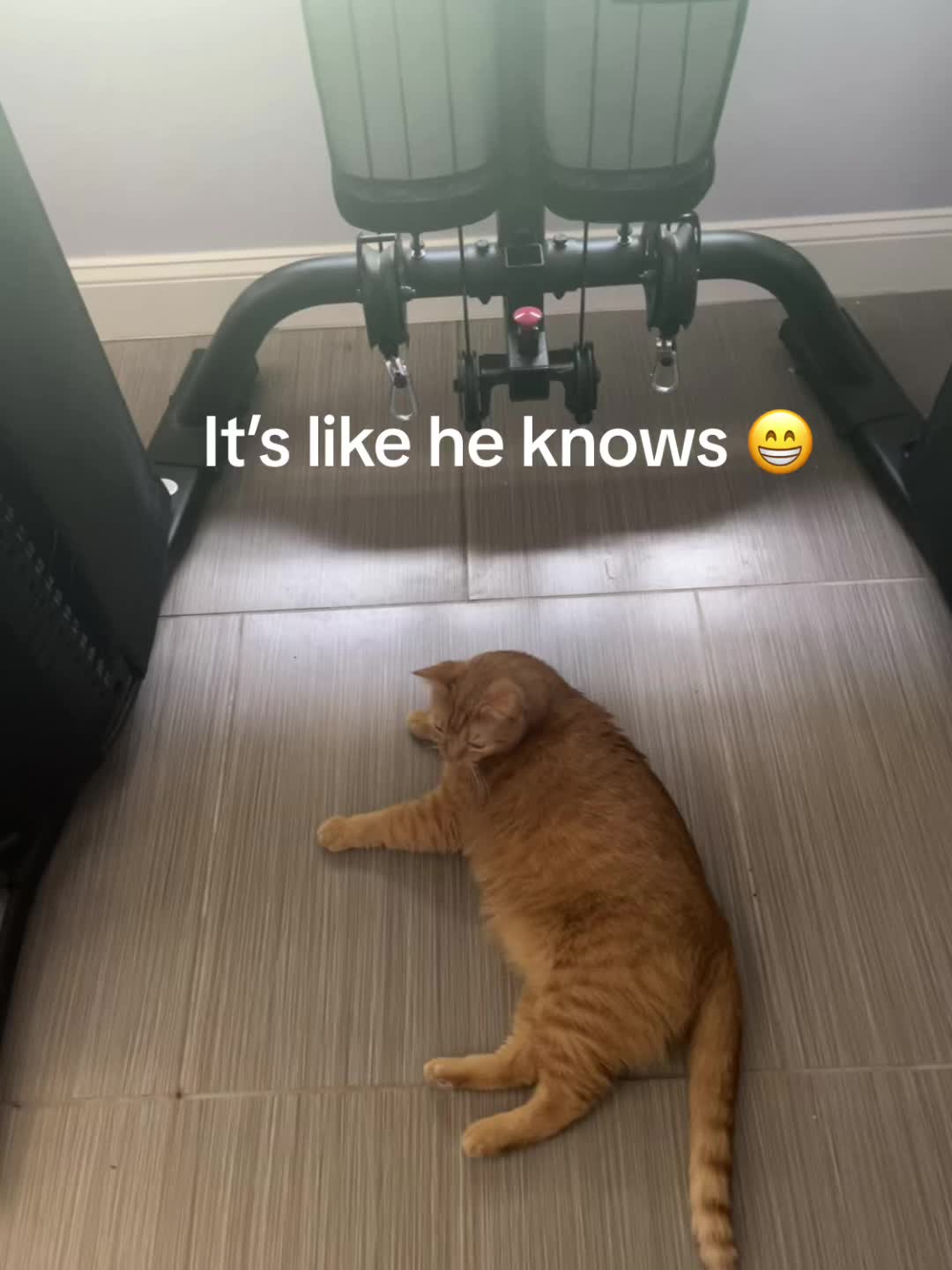 @roxyredcat