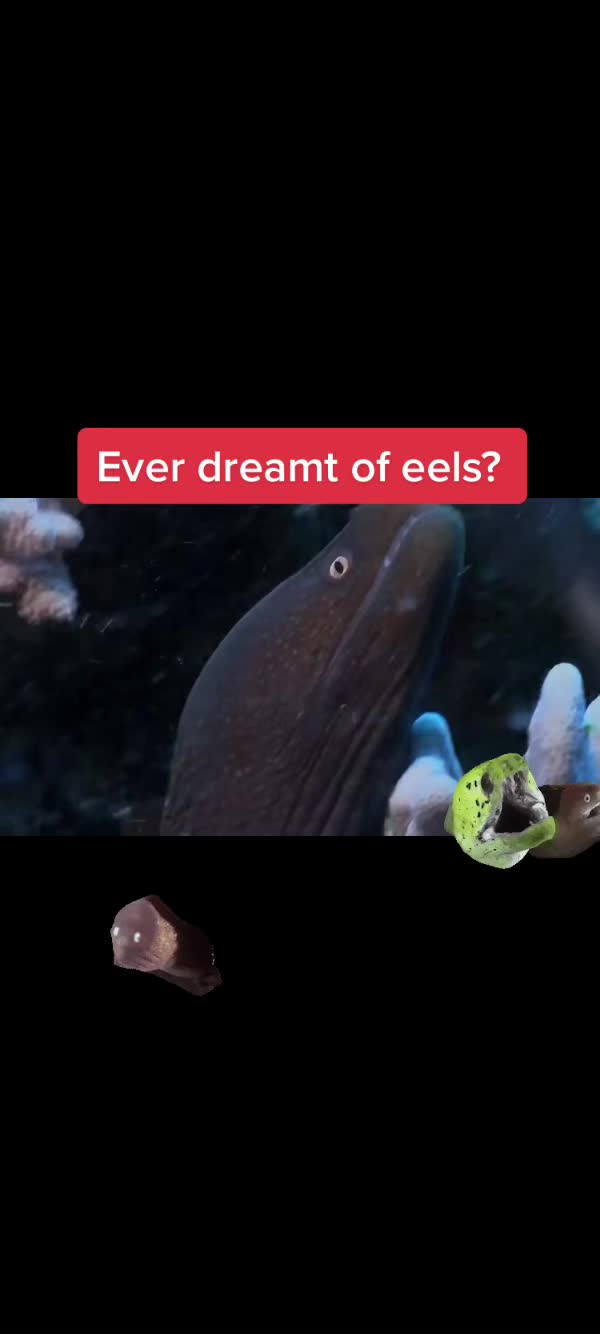 @Avi