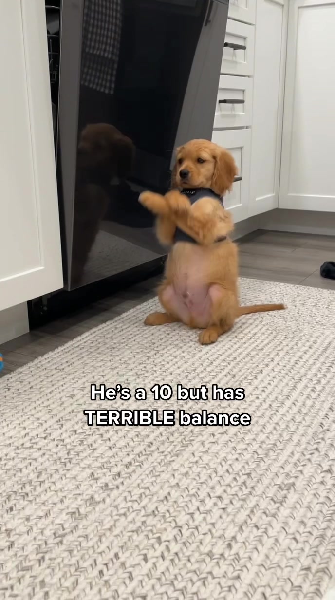 @joeythegoldencavalier