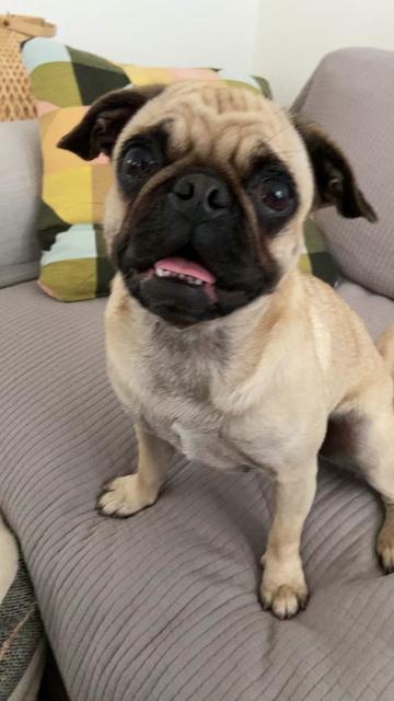 @thedoguepile