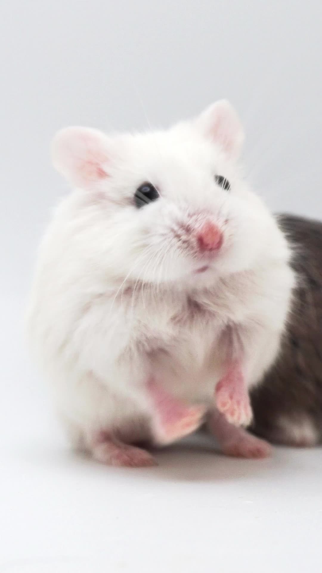 @Milkbun Hamstery 🍡