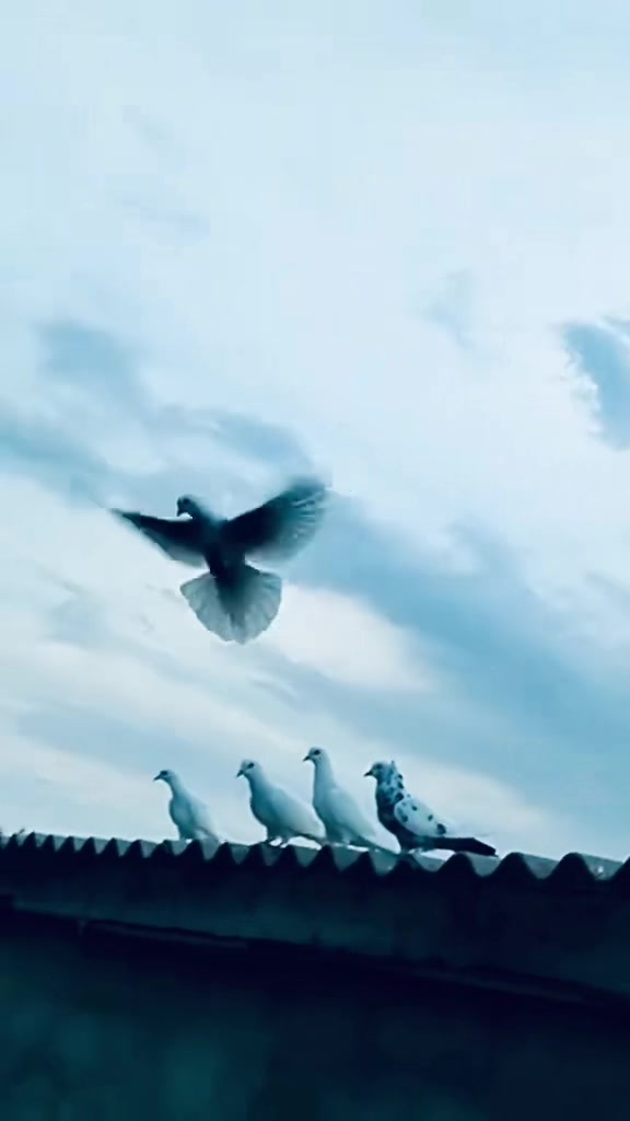 @Агаярлы 🇦🇿