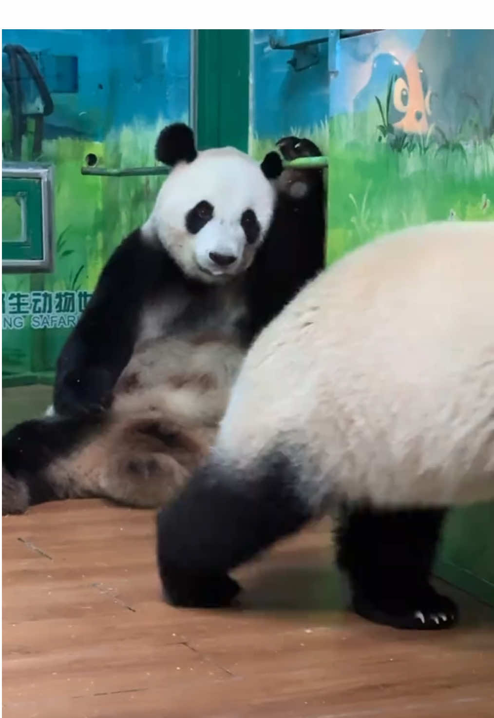 @熊猫妹珠🐼