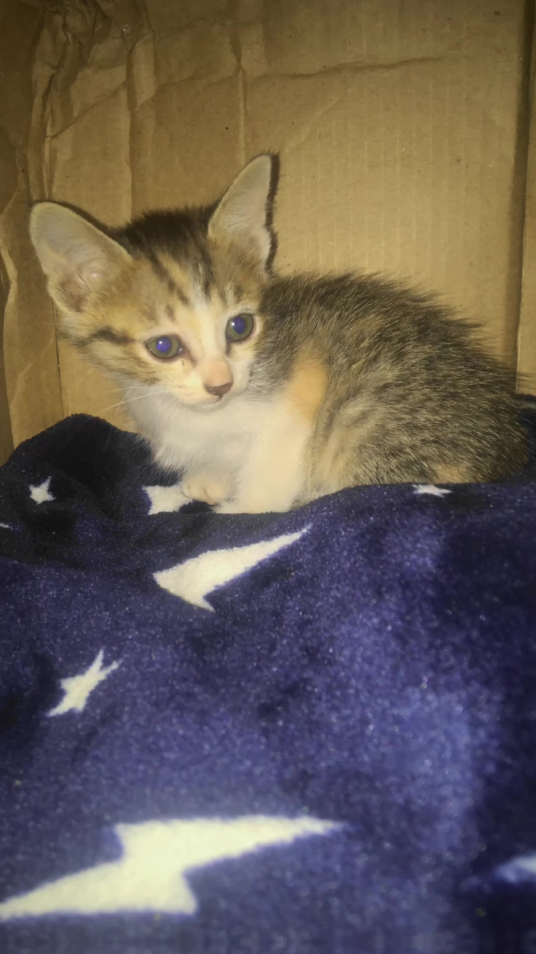 @t là pate🐈