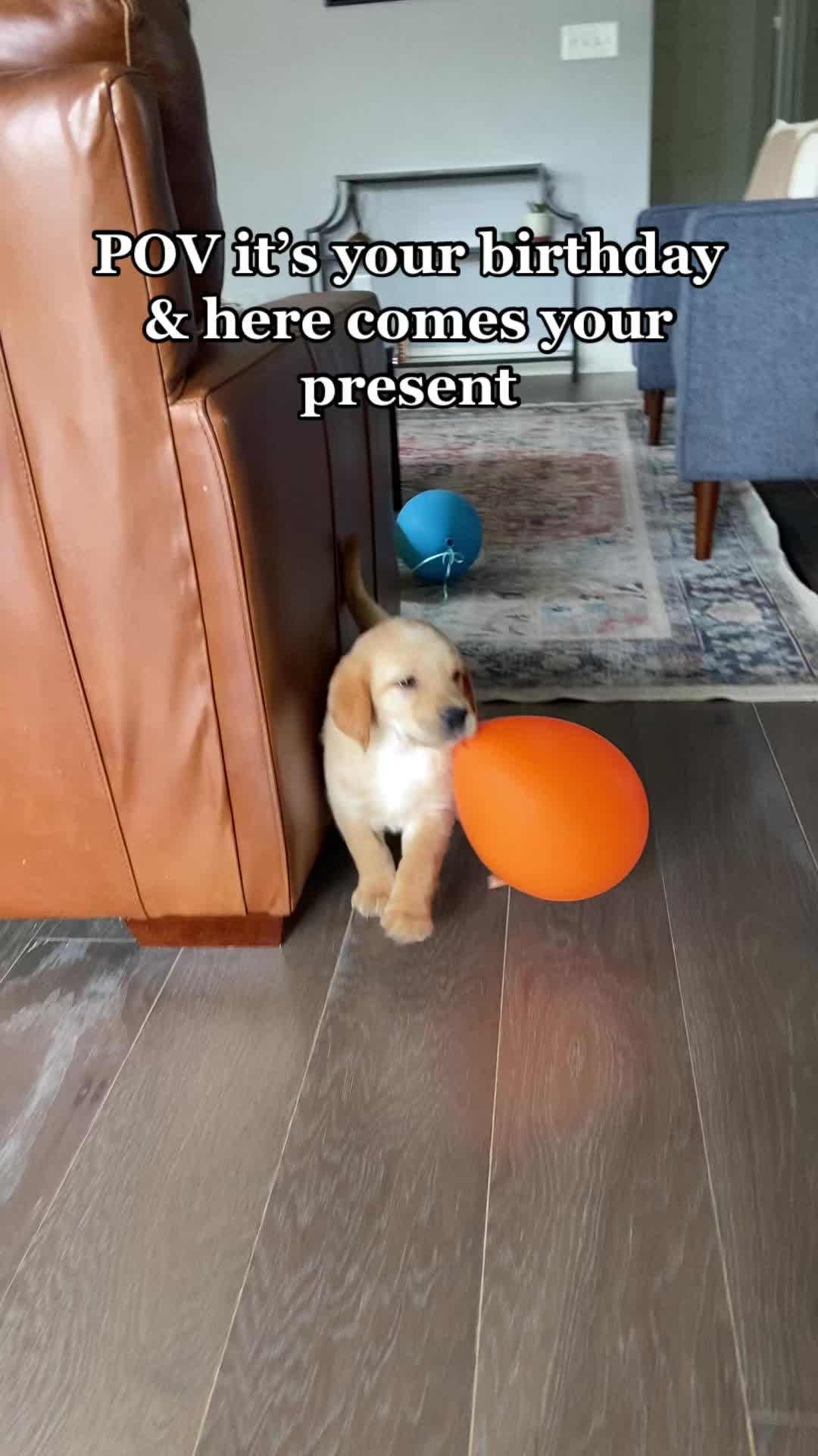 @anna + dogs