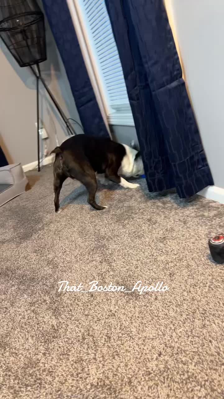@That_Boston_Apollo