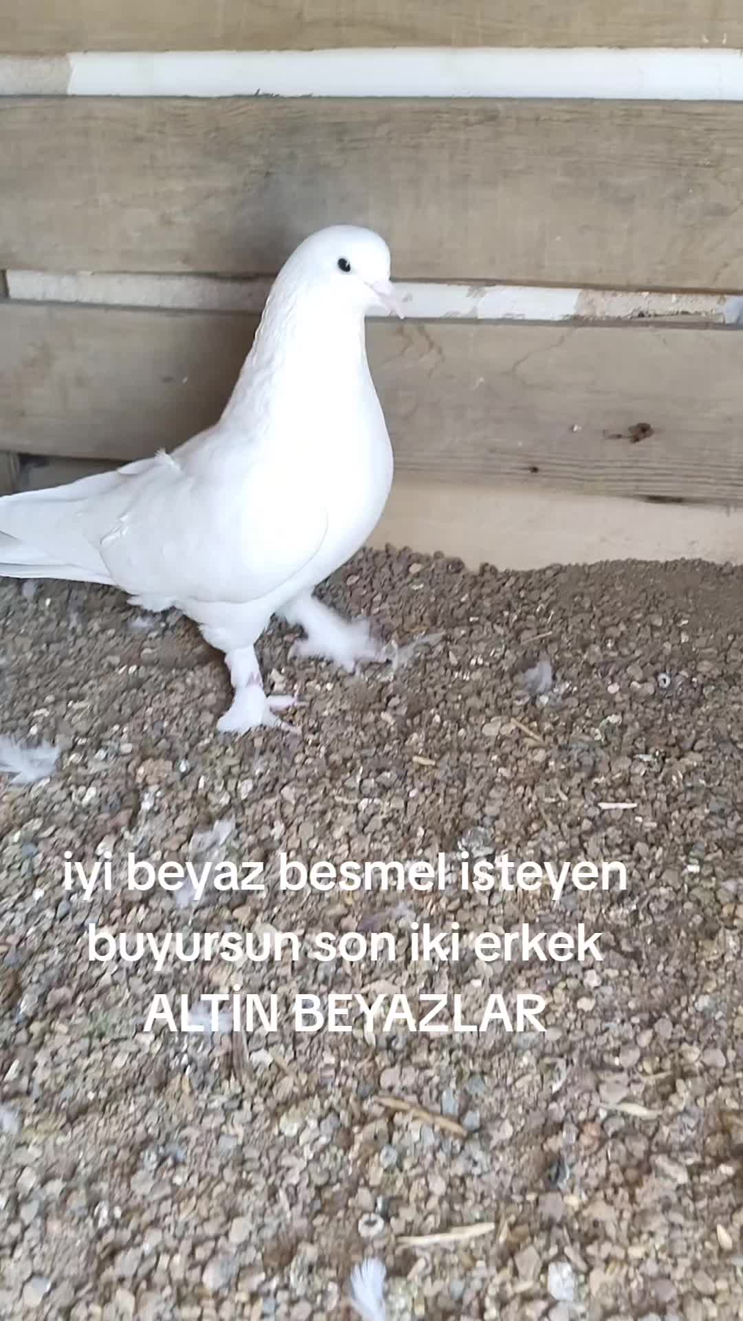 @🎲🎲oyunkusu.kirsehir40🎲🎲