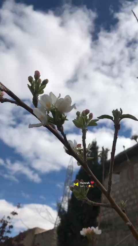 @shaobi55