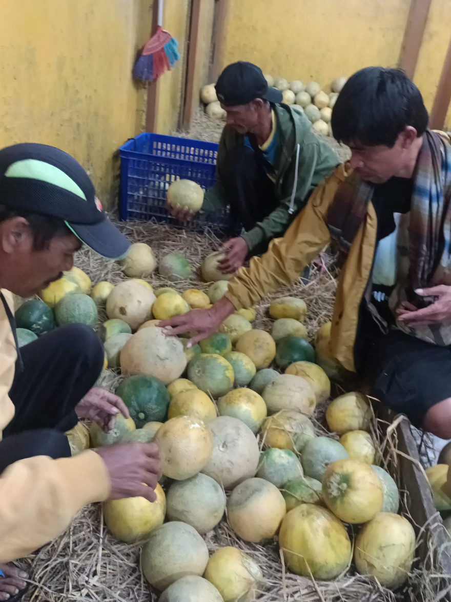 @Kempling Melon