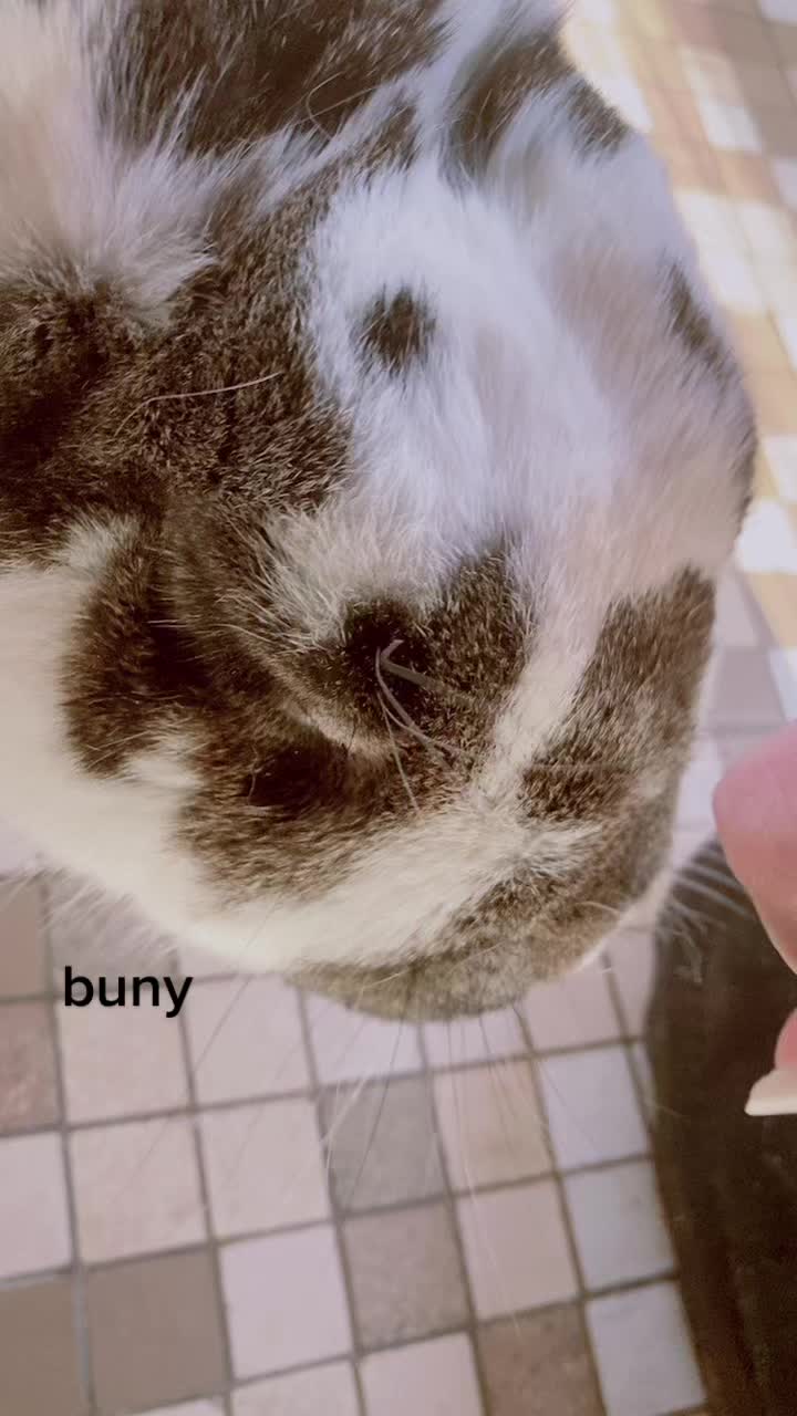 @Bunny Skates