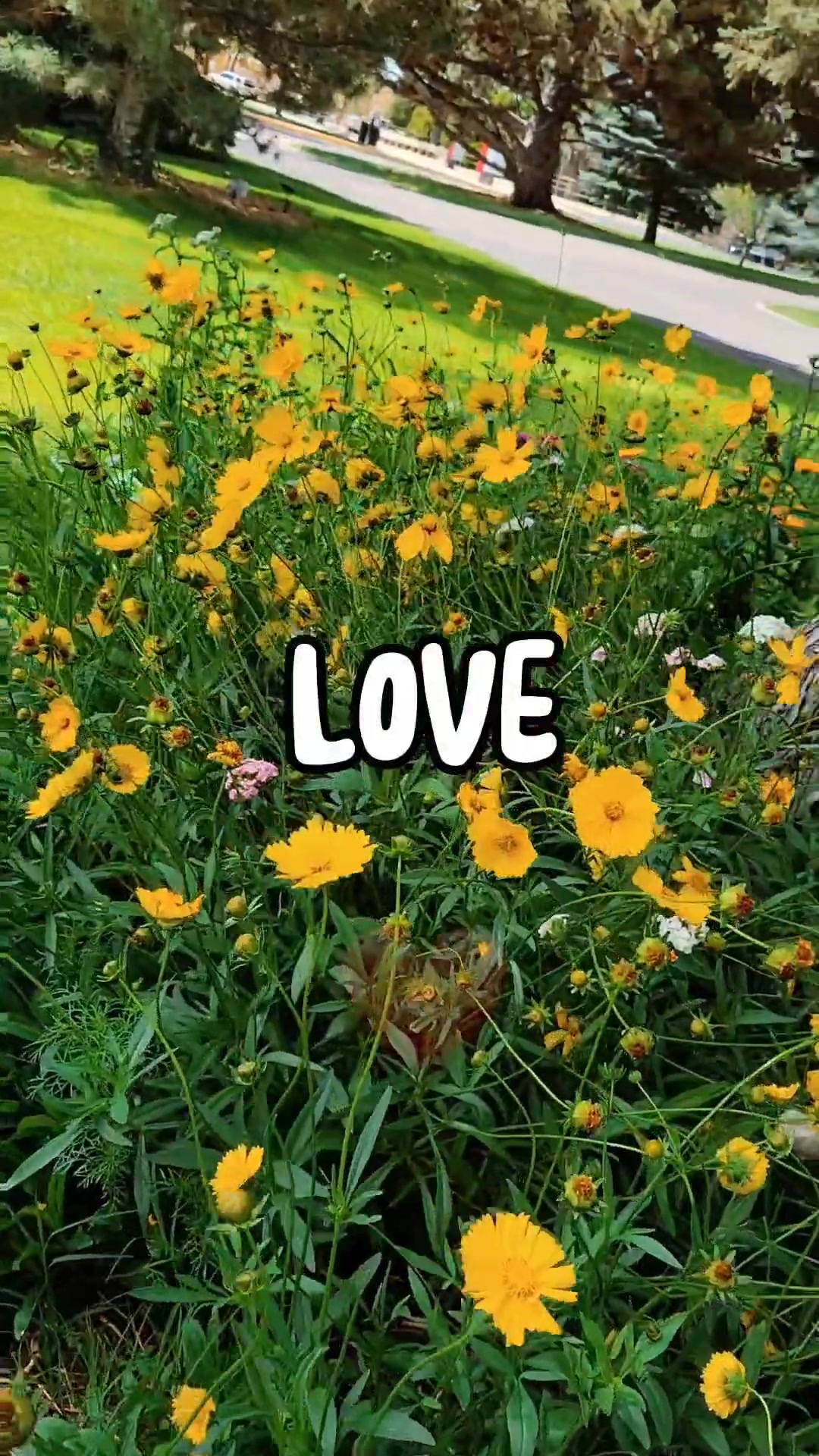 @Liz 🌻⟭⟬ ⟬⟭