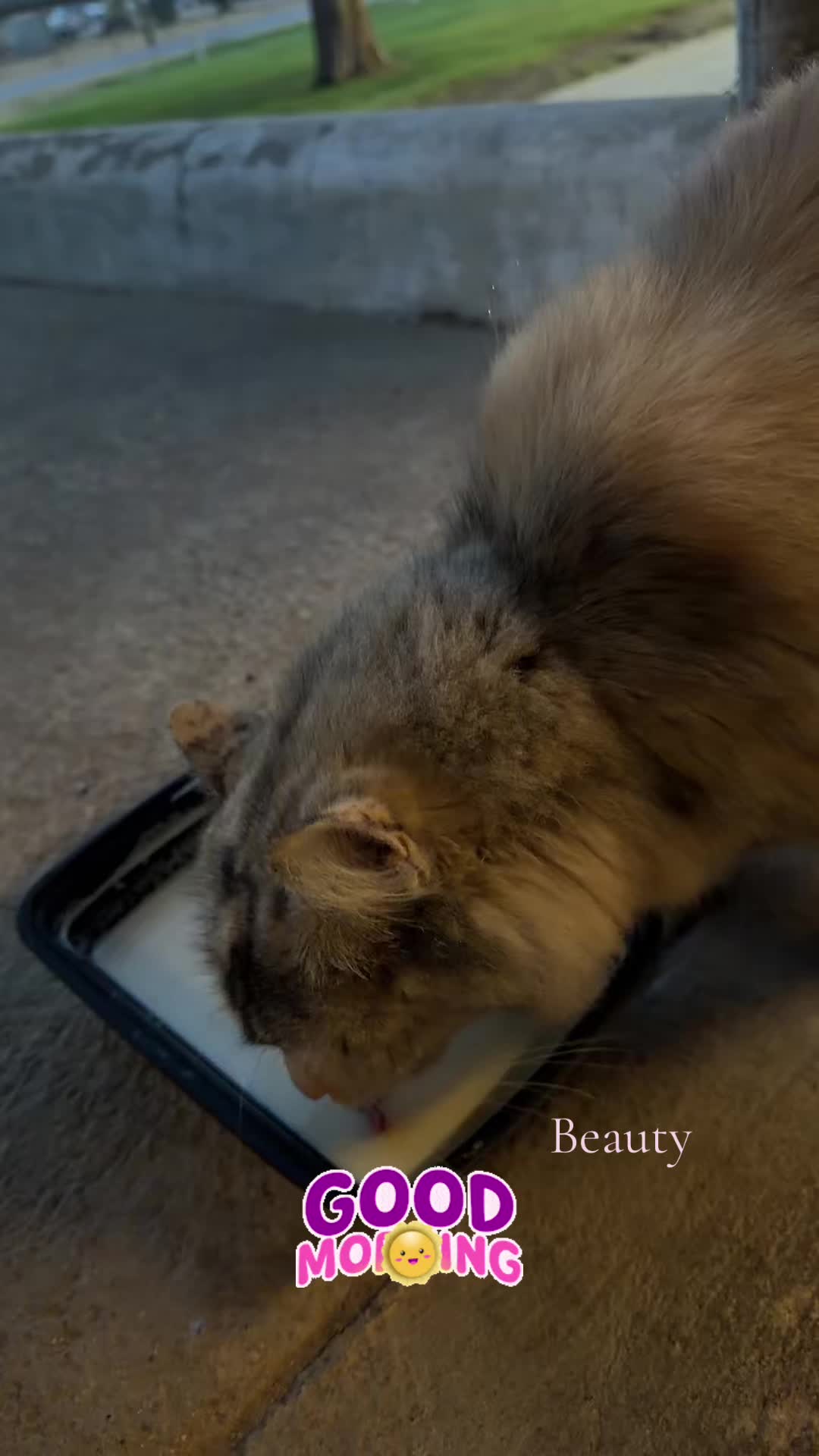 @Amri Gatitos