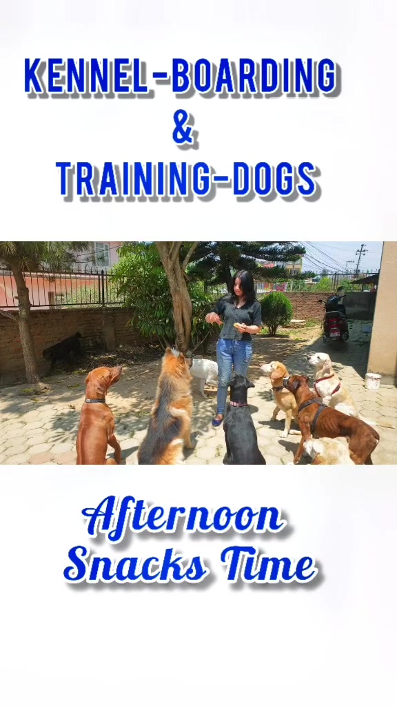 @Abhilasha - DogTrainer