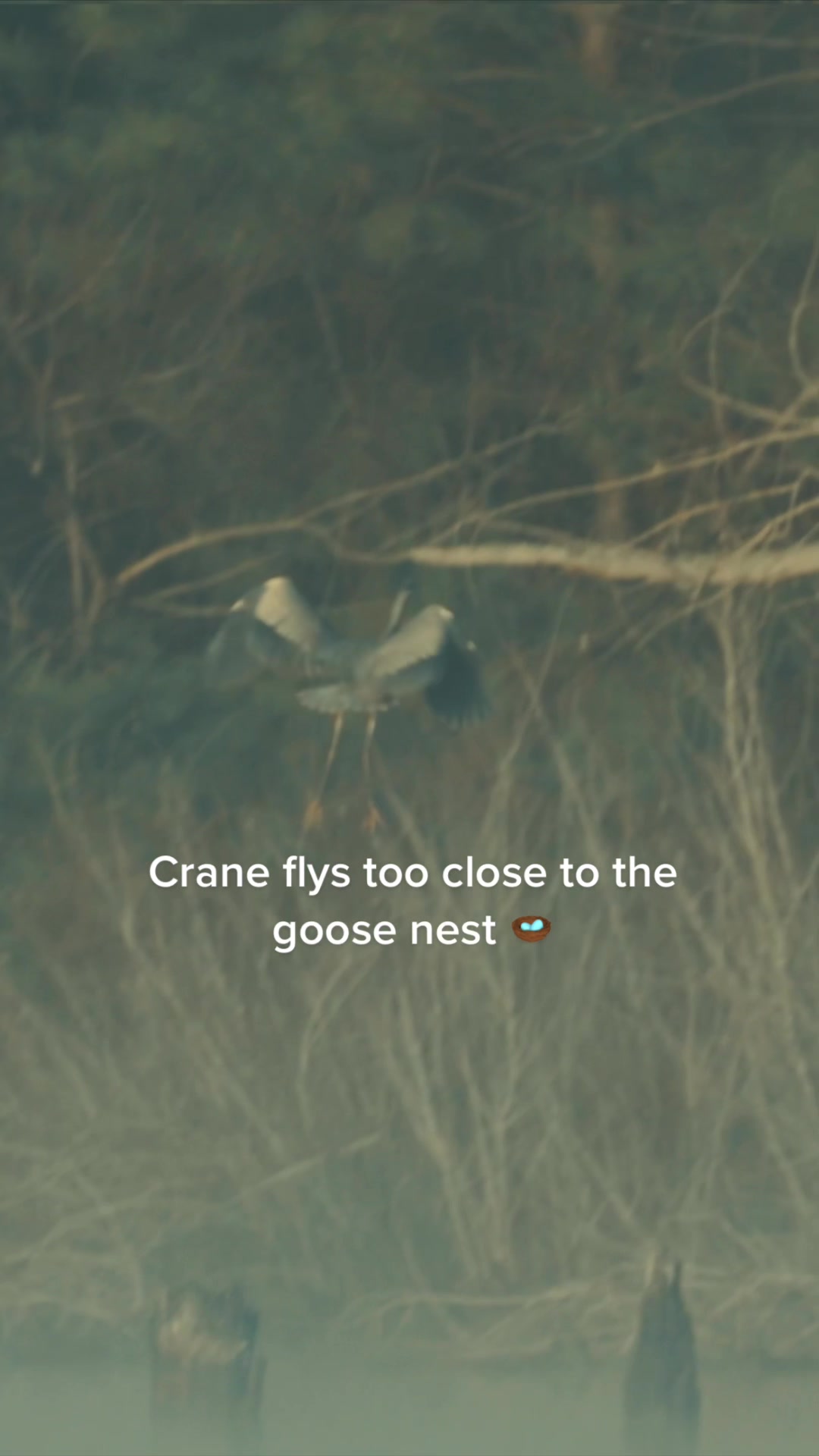 @NATURE ON COMMAND