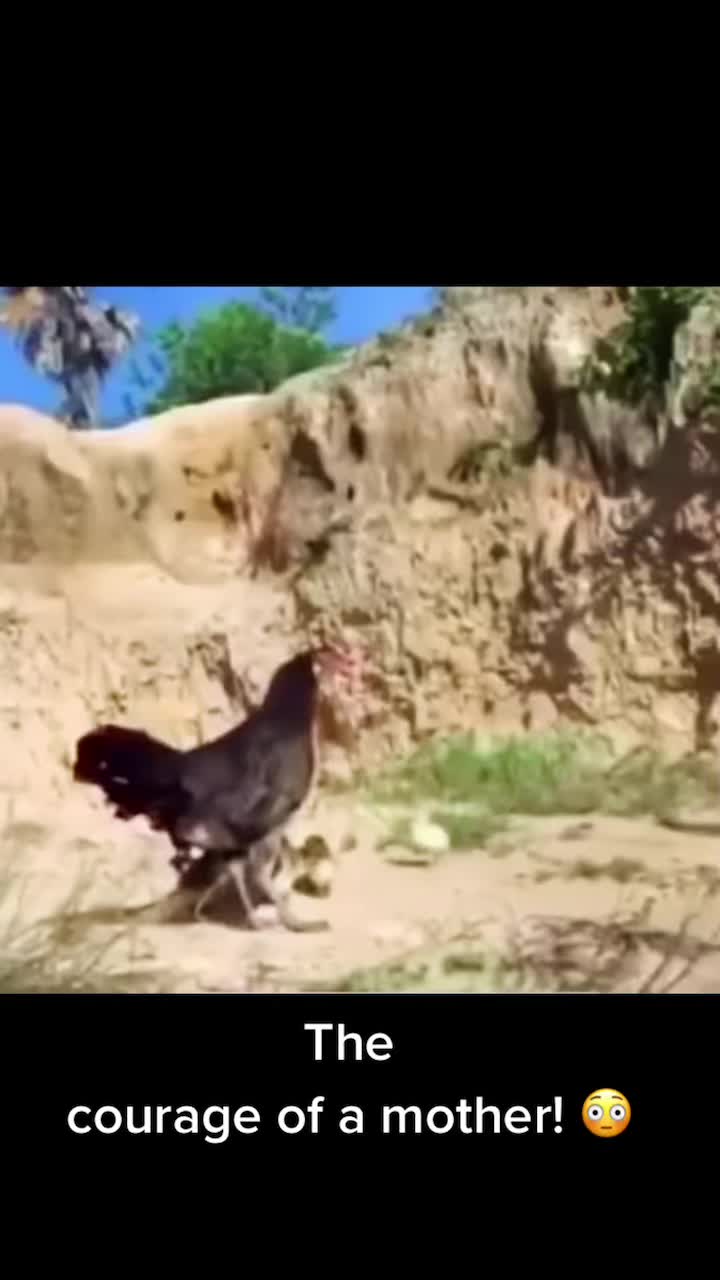 @Igualiza🦎