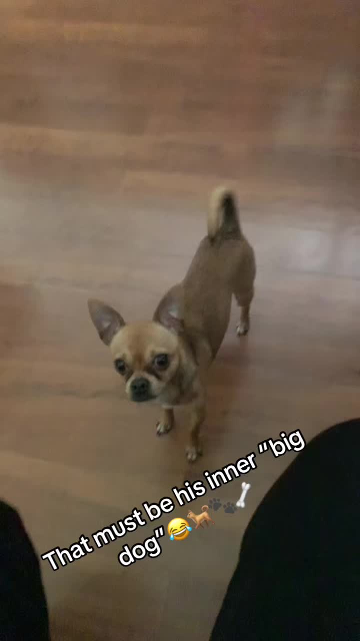 @IndyFurryFriends