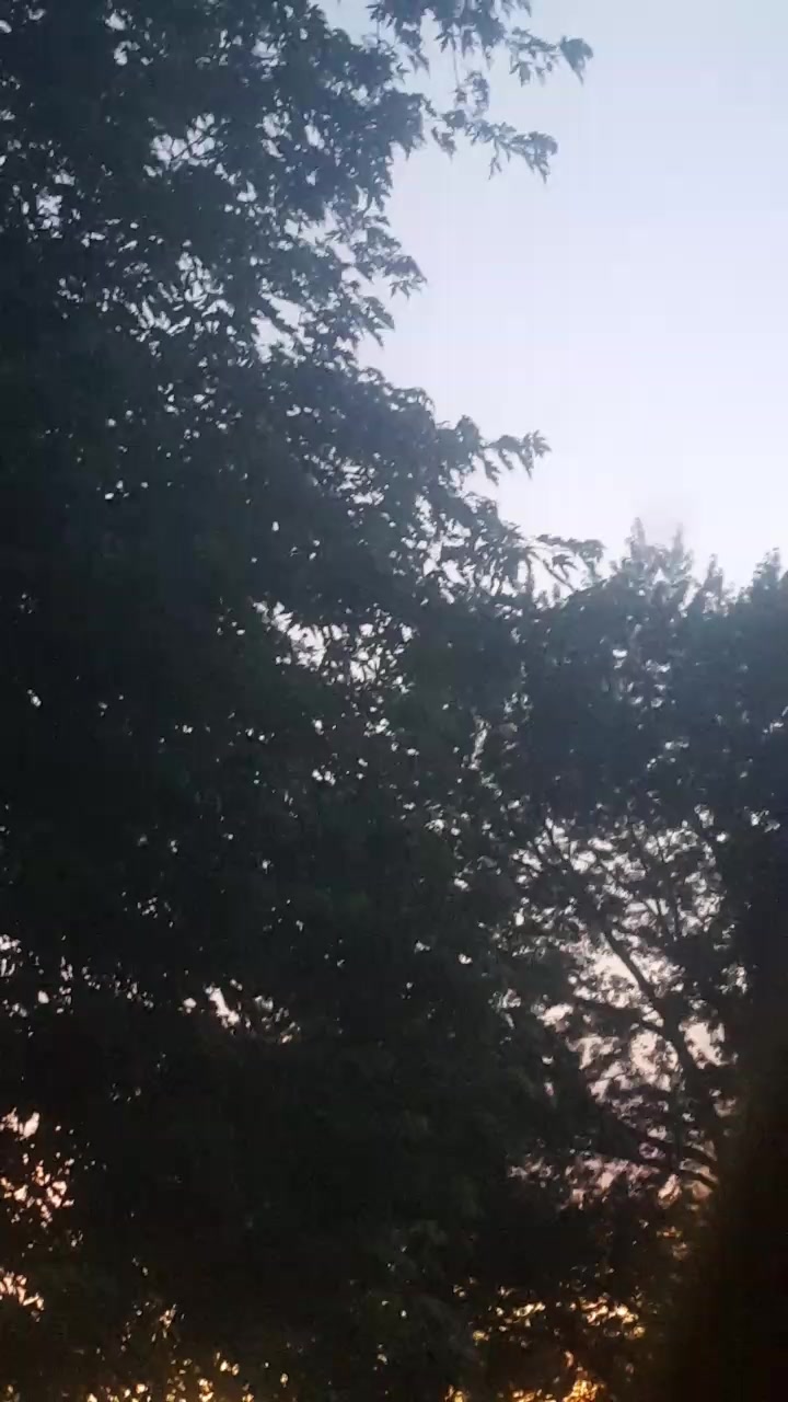 @LizTheFox