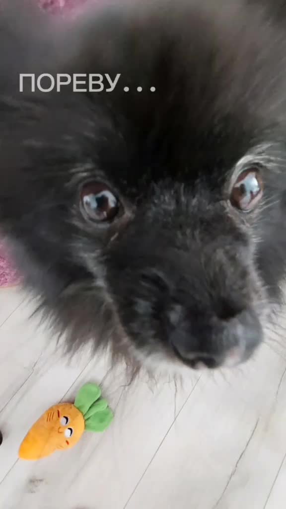 @dog_chip