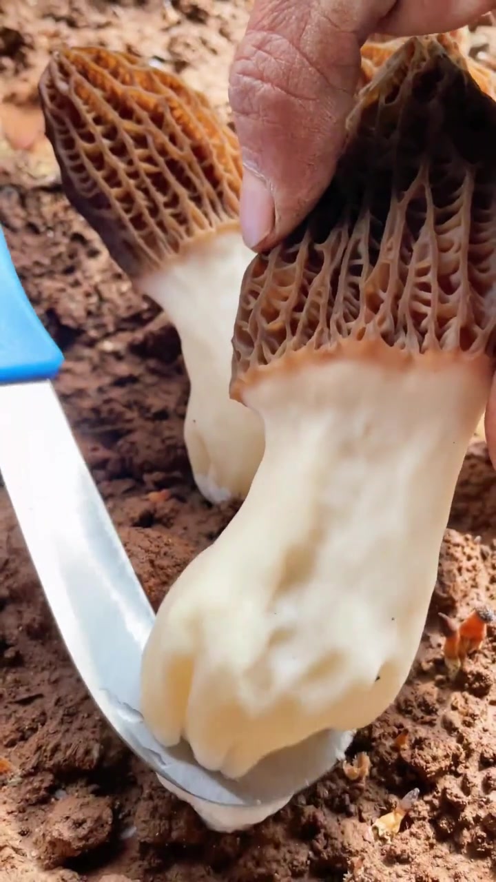 @satrisemushroom