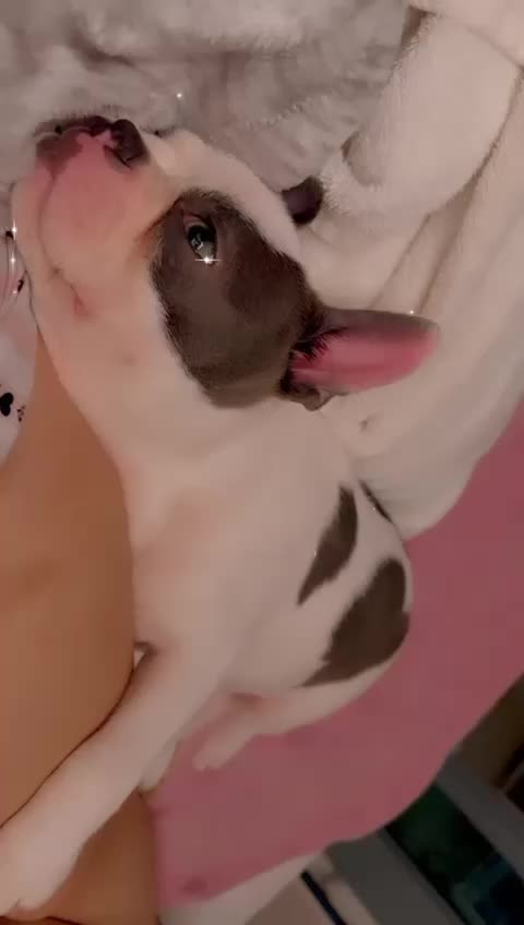 @Boston terrier