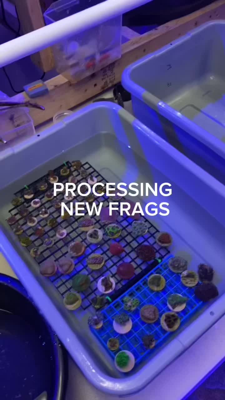 @Triad Aquatic Critters