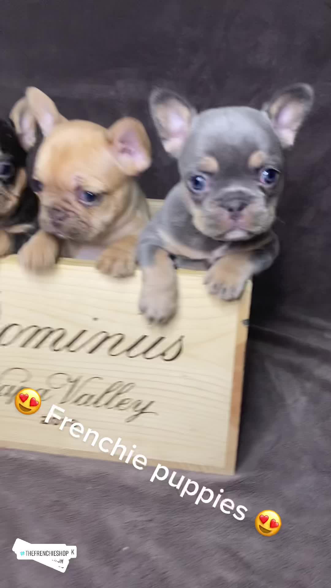 @TheFrenchieShop