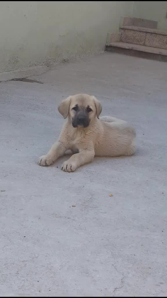 @Çumralı hasan
