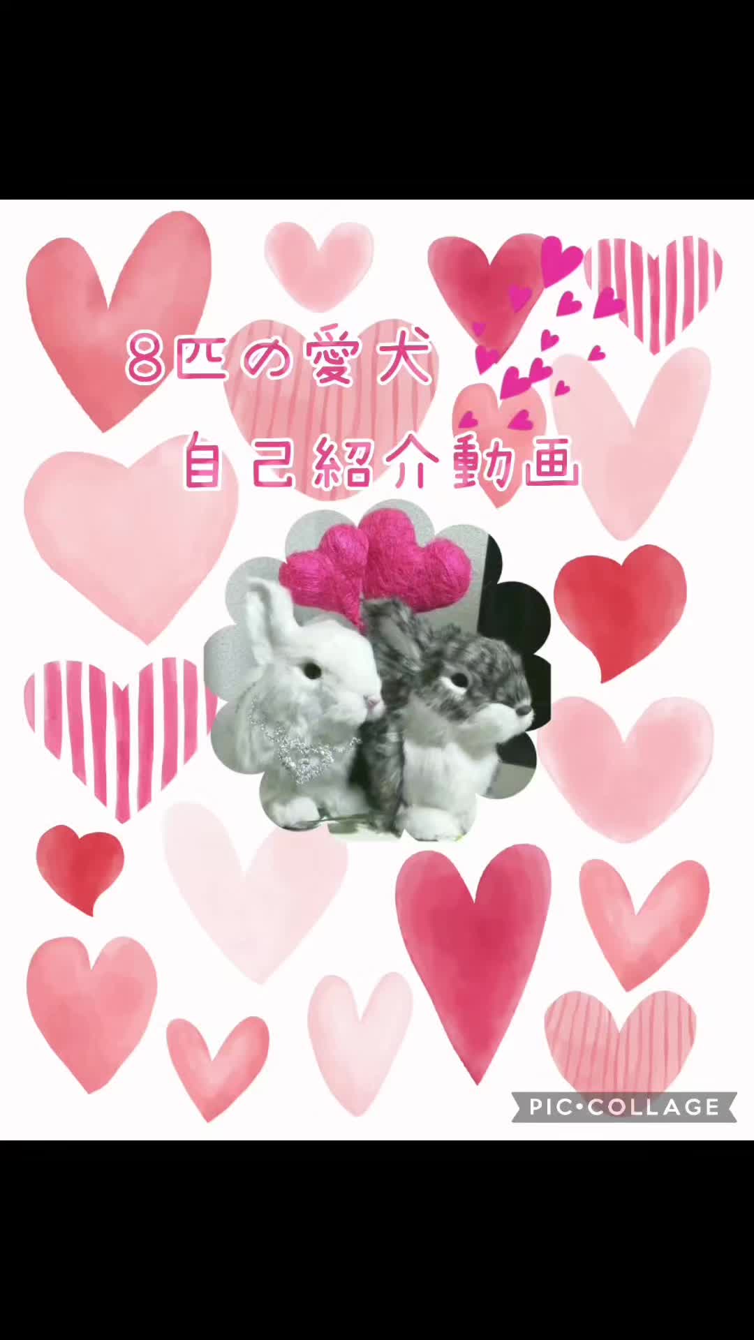 @杏蜜～5dogs and family～