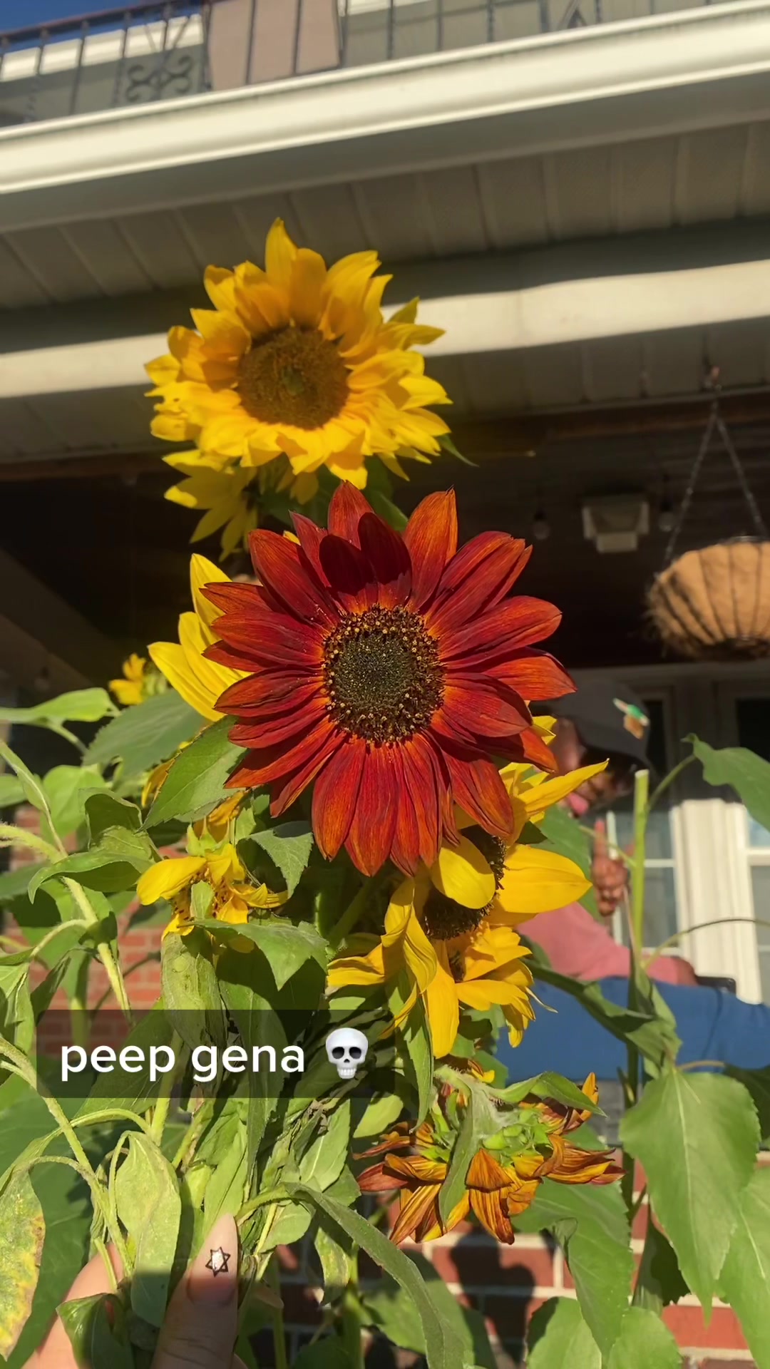 @GreenApotheca