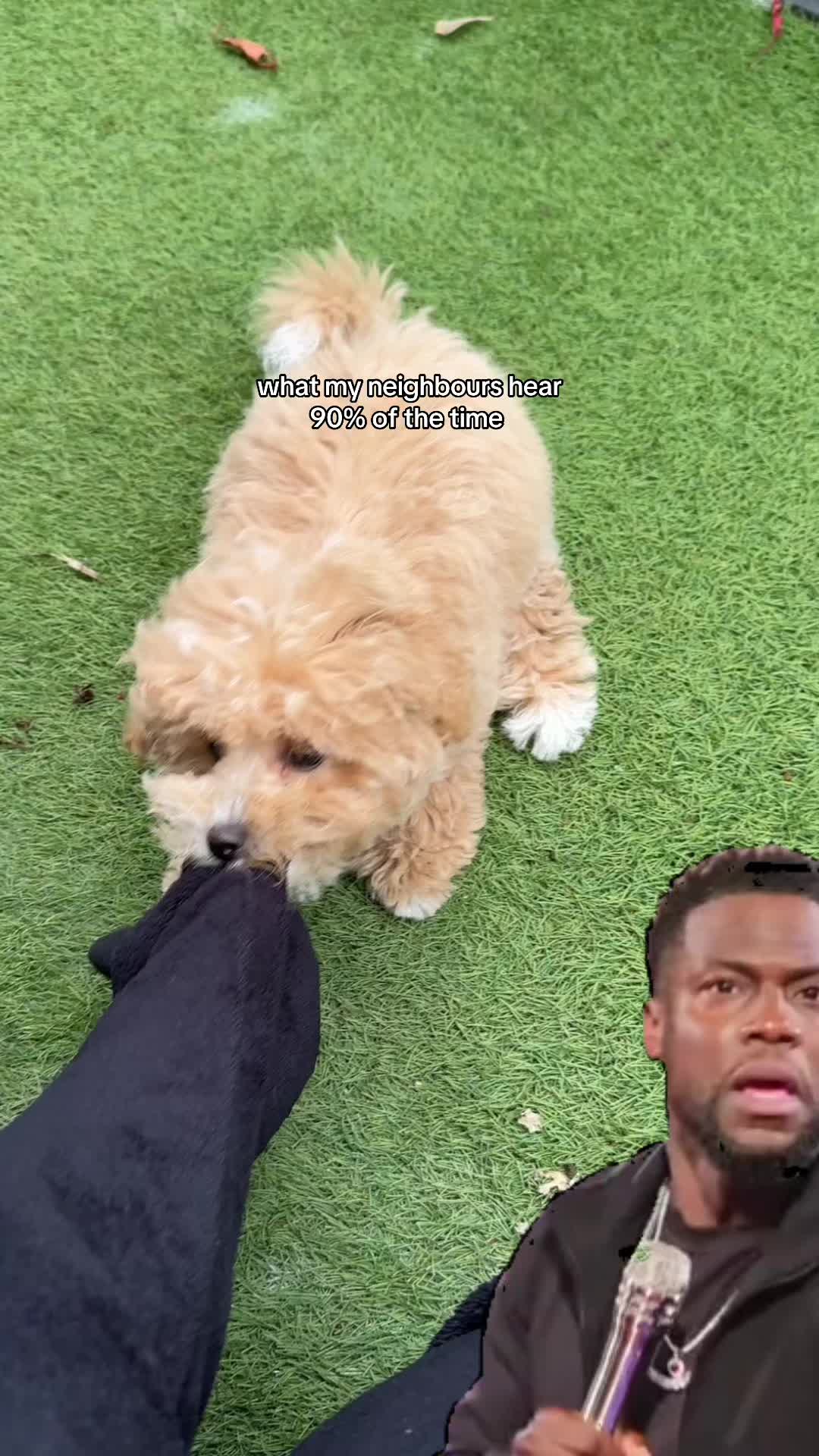 @Willow The Maltipoo